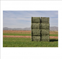 Wholesale Manufacturer Alfalfa Hay / Alfalfa Baled For Export