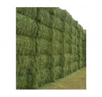 ALFAFA HAY READY FOR SUPPLY/ Alfalfa hay with high protein for animal feeding