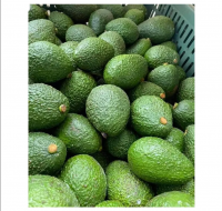 High Quality Of Fresh Avocado- Tropical Fruit Competitive Price