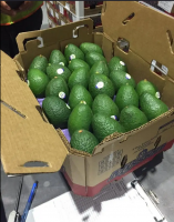 Fresh Hass Avocado for sale