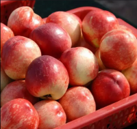 Wholesale/Bulk Fresh Delicious Peaches Grade A