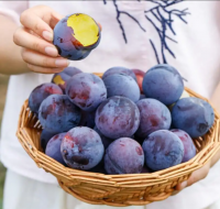 https://jp.tradekey.com/product_view/Fresh-Delicious-And-Juicy-Fresh-Plum-Fruit-Origin-China-10265113.html