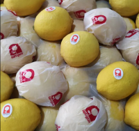 Ready to Ship Fresh Lemon Organic Fresh Fruit 100% Natural Wholesale Citrus Long Lasting Fresh Citrus Fruit Lemon