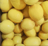 High Quality China Wholesale Fresh Yellow Lemons