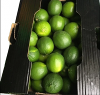 Healthy Fresh Premium Persian Lime - Top Quality, Best Price
