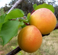 Natural 100% yellow sweet fresh apricots