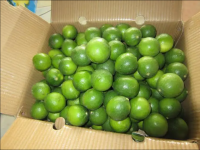 Top Sale Natural Citrus Fruit Fresh Seedless Lemon/ Seedless Lime From Vietnam For Cooking Or Drinking