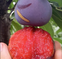 https://es.tradekey.com/product_view/Fresh-Plums-From-Netherlands-10265125.html