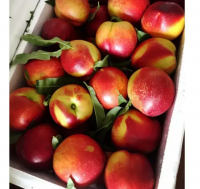 Fresh Peaches & nectarines for Europe markets. 