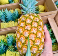 Vietnam High Quality Delicious Fresh Pineapple Natural Pineapple Natural Yellow Color Hot Selling