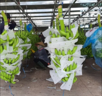 Top Quality Fresh Bananas/Green Bananas/Cavendish Bananas