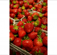 Wholesale Fresh Strawberry / Strawberry Fruit Price / Strawberry Fruit In Germany