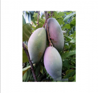 Cheap Price Fresh Mango Fruit From Vietnam / Fresh Mango High Quality