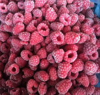 IQF raspberry whole 90/80/70 best quality frozen raspberry whole iqf fruits