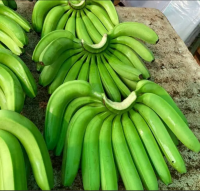 Fresh Banana Cultivated Green Banana With Factory Price Originated From Viet Nam Manufacturer