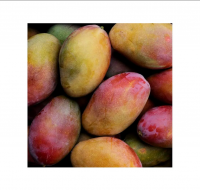 High Quality Green Or Yellow Color Made In Viet Nam Tropical Fruit Size 8cm Best Selling Fresh Mango From Bangladesh