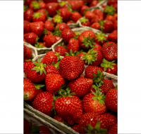 Wholesale Supplier of Export Quality Fresh Fruit Strawberries