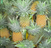 Fresh Pineapples - Tropical fruits - with high quality and competitive price for export from VIETNAM 2022