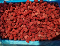 China Best Prices IQF Frozen Raspberry Whole/ Crumble / Broken