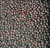 Blueberry Frozen IQF Fruits in various size