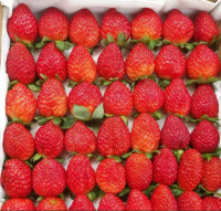 Organic Fresh Strawberry Australian Fresh Strawberries