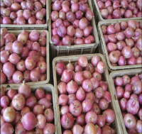 2024 new crop of Agricom brand fresh red onions and yellow onion 