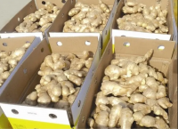 Fresh Ginger High Quality Wholesale Cheap Price New Crop Fresh Ginger
