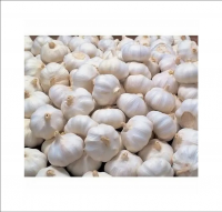 Best Quality Hot Sale Price fresh organic natural garlic / new crop fresh garlic