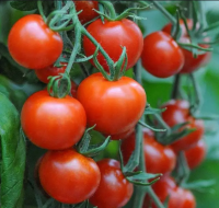 Wholesale Natural Vegetables Fresh Natural Cooked Tomatoes Hot Selling Top Fresh Cherry 100 % Organic Matured Quality Tomato