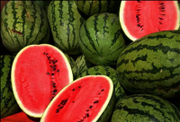 FRESH WATERMELON 100% NATURAL FRUIT FROM VIETNAM WITH THE HIGH QUALITY THE BEST PRICE IN THE MARKET 