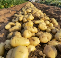 New Crop Popular Vegetables Fresh Potatoes Supplier 100% Organic Wholesale Potatoes Fresh Potato Of Germany With High Quality