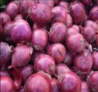 Wholesale Newest Crop Sumatra Red Onions Fresh And Original From Indonesia Premium Quality Onion Suppliers