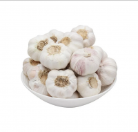 Fresh garlic in bulk normal white for wholesale 2023 new crop fresh garlic exporters