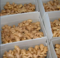 Whole and Split Dry Ginger dry ginger whole ginger dried for sale