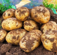 Wholesale Supplier of Natural Quality Fresh Vegetable | Fresh Irish Potatoes Bulk Quantity Ready For Export