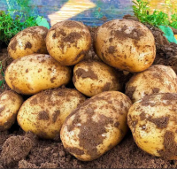 Cheap Wholesale Top Quality Fresh Vegetable | Fresh Irish Potatoes In Bulk