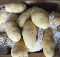 High Quality Fresh Potato From Pakistan White Potato / Red Potatoes