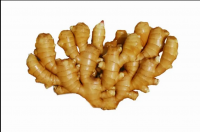 Fresh ginger - Air dried ginger root High quality ginger