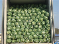 New Arrival 2023 High Quality Material Factory Price Fresh Watermelon From Viet Nam Ready To Ship