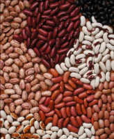 BUY Natural dry Pinto Beans at Wholesale