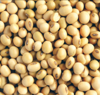 PREMIUM discounts Yellow Soybeans Top Quality Dried Soya Beans Non - gmo Soybeans Wholesale price