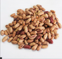 Wholesale Top Quality Red kidney Beans In Cheap Price Wholesale Dried Dark Red Kidney Bean long shape Kidney Beans