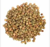 https://fr.tradekey.com/product_view/Best-Quality-Green-Lentils-Red-Lentils-Brown-Lentils-10268013.html