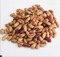 Factory Directly Wholesale High Quality Dark Red Kidney Beans Long Shape Kidney Beans Low Price