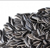 High Quality Argentina Sunflower Seed With Market Price
