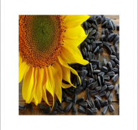 SUNFLOWER SEED HIGH QUALITY SEEDS PACKAGED OR BULK Food & Beverage from Turkey with Best Price