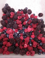 Low price Good taste IQF fresh Blueberry Whole Frozen Fruits IQF Frozen Fruits