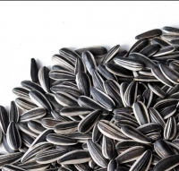 High Quality Large Particle Size 363 Sunflower Seeds 25kg/bags Dried Sunflower Seed Cheap Sunflower Seeds