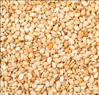 Natural Raw Sesame Seeds 100% Pure White Hulled Sesame Seed