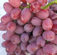 Fresh Red Crimson Grape Green Grape Export Quality from South Africa America Europe New Crop IQF